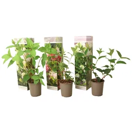 Plant in a Box - Hydrangea paniculata - Höhe 25-35cm