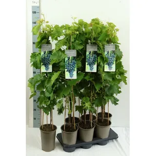 Baumschule Vitis Vinifera Muscat Bleu Weinrebe Blau 80–100 cm