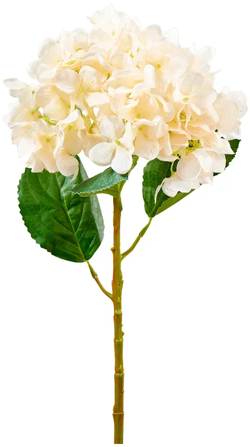 Hortensie 58cm mit Blätter creme