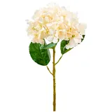 Hortensie 58cm mit Blätter creme