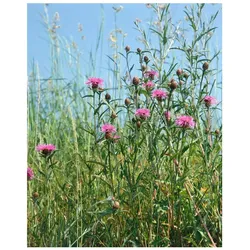 Centaurea jacea, Wiesen-Flockenblume, violett, ca. 9x9 cm Topf