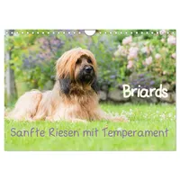 Calvendo Briards - sanfte Riesen mit Temperament (Wandkalender 2026