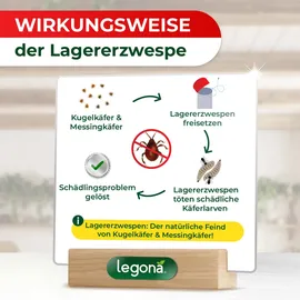 LEGO Lagererzwespen gegen Kugelkäfer & Messingkäfer 1 Röhrchen (10 m2)