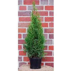 Lebensbaum, Thuja occidentalis »Smaragd«, immergrün - gruen