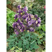 Pflanzen Für Dich Aquilegia vulgaris 'Winky Blau-Weiß' Akelei, zweifarbig,