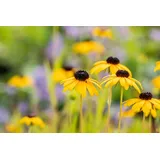 Staudenkulturen Wauschkuhn Staude Rudbeckia fulgida var. deamii