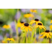 Staudenkulturen Wauschkuhn Staude Rudbeckia fulgida var. deamii