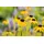 Staudenkulturen Wauschkuhn Staude Rudbeckia fulgida var. deamii