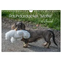 Calvendo Rauhaardackel Motte & Friends (Wandkalender 2026 DIN A4