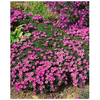 Pflanzen Für Dich Aster dumosus 'Rosenwichtel', Kissen-Aster, rosa, ca.