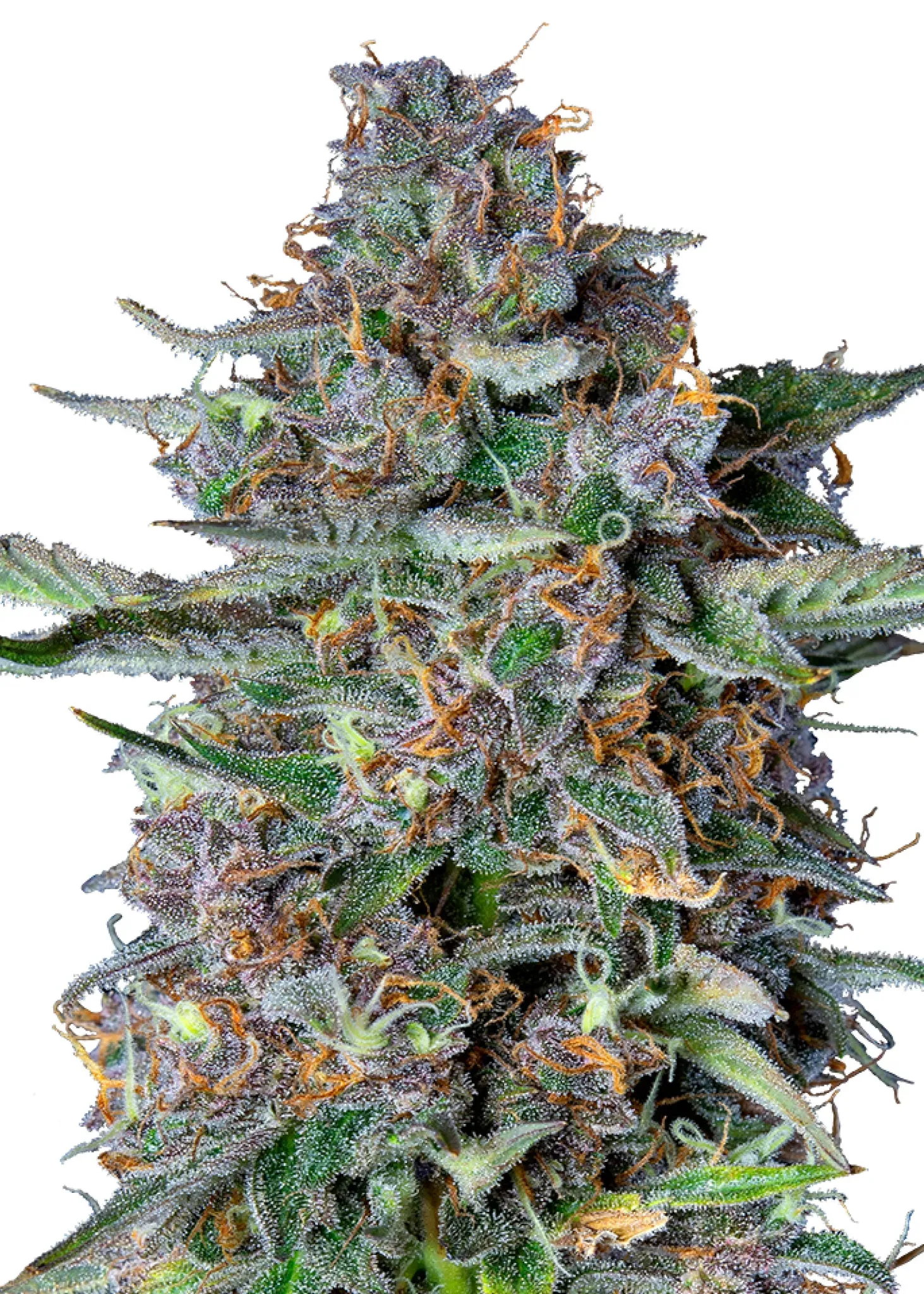 Royal Queen Seeds Do-si-dos Auto 1 Samen