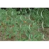 FP Tomatenspiralstab 180 cm verzinkt