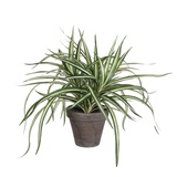 Mica decorations Mica Dracaena weiß im grauen Topf 34 x 40 cm