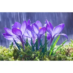 Fototapete PAPERMOON "Blumen im Regen", bunt, B:3,50m L:2,60m, Vlies, Tapeten