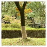 vidaXL Jutegewebe 1x50 m 100% Jute 200 g/m2