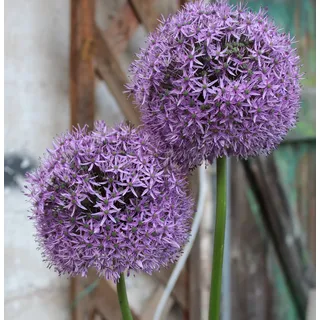 3 Riesen Allium Gladiator Zierlauch großblumig Blumenzwiebeln