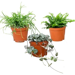 Green Me Up Zimmerpflanze Babypflanzen Trio Hängepflanzen, Wächst in Erde, Pflegeleicht, Ungiftig für Tiere und Kinder