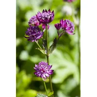 Pflanzen Für Dich Astrantia major, Sterndolde, ca. 9x9 cm