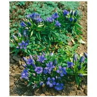 Pflanzen Für Dich Gentiana septemfida var.lagodechiana, Enzian, blau, ca.