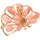 FIRETTI Brosche FIRETTI "Schmuck Geschenk Ansteckschmuck Pfau Koralle", bunt (gelbgoldfarben, rosa, rosa), Broschen, Damen, Messing, Brosche, mit Koralle