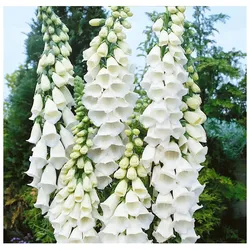 Digitalis purpurea 'Alba', Fingerhut, weiß, ca. 9x9 cm Topf