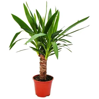EXOTENHERZ Yucca Palme Palmlilie 14cm Topf