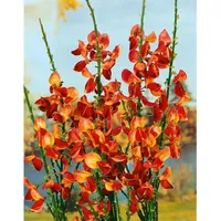 Pflanzen Für Dich Cytisus scoparius 'Fulgens', Besenginster, leuchtend rot,