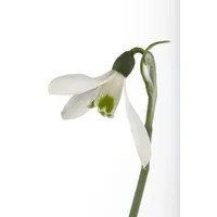 Pflanzen Für Dich Galanthus nivalis Schneeglöckchen, ca. 9x9 cm