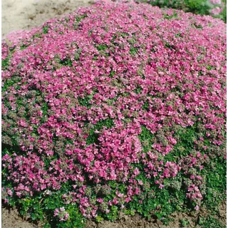 Pflanzen Für Dich Thymus praecox 'Minor' Teppich-Thymian aromatisch, ca. 9x9 cm Topf