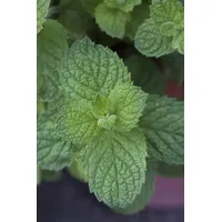 Pflanzen Für Dich Mentha suaveolens 'Apple Mint' p 0,5