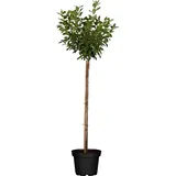 GROW by OBI Bio Zwergsauerkirsche Höhe ca. 40 - 60 cm Topf ca. 5 l