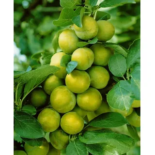 Pflanzen Für Dich Prunus domestica 'Quillins Reneklode', Reneklode, 150–200 cm