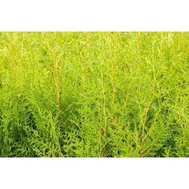 Pflanzen Für Dich Thuja occidentalis 'Brabant', Lebensbaum, immergrün, 80-100 cm