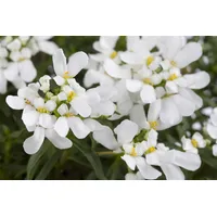 Pflanzen Für Dich Iberis sempervirens 'Snowflake', Schleifenblume, weiß, ca.