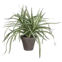 Mica decorations Mica Dracaena weiß im grauen Topf 34 x 40 cm