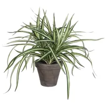 Mica decorations Mica Dracaena weiß im grauen Topf 34 x 40 cm