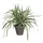 Mica decorations Mica Dracaena weiß im grauen Topf 34 x 40 cm