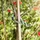 WINDHAGER Gartendraht mit Gummimantel 5m Blumendraht