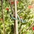 WINDHAGER Gartendraht mit Gummimantel 5m Blumendraht