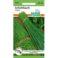 Samen Pfann Kräutersamen Schnittlauch, Polyvit - Gewürz Saatgut Schnittlauch-Samen, Allium schoenoprasum grün