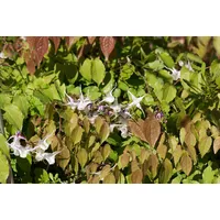 Pflanzen Für Dich Epimedium grandiflorum 'Akebono', Elfenblume, ca. 9x9