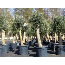 grünwaren Olivenbaum Bonsai 160 cm Olive beste Qualität, Stammumfang 30 - 40 cm, winterhart, Olea Europaea