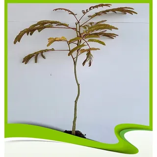 Albizia julibrissin rosea (Seidenbaum) - Pflanze