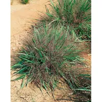 Pflanzen Für Dich Eragrostis spectabilis, Purpur-Liebesgras, ca. 9x9 cm