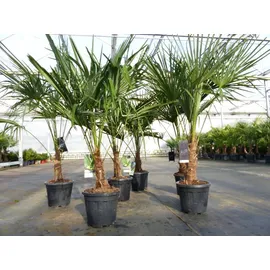 gruenwaren jakubik Trachycarpus fortunei 170 cm Palme Hanfpalme, winterhart bis -18°C