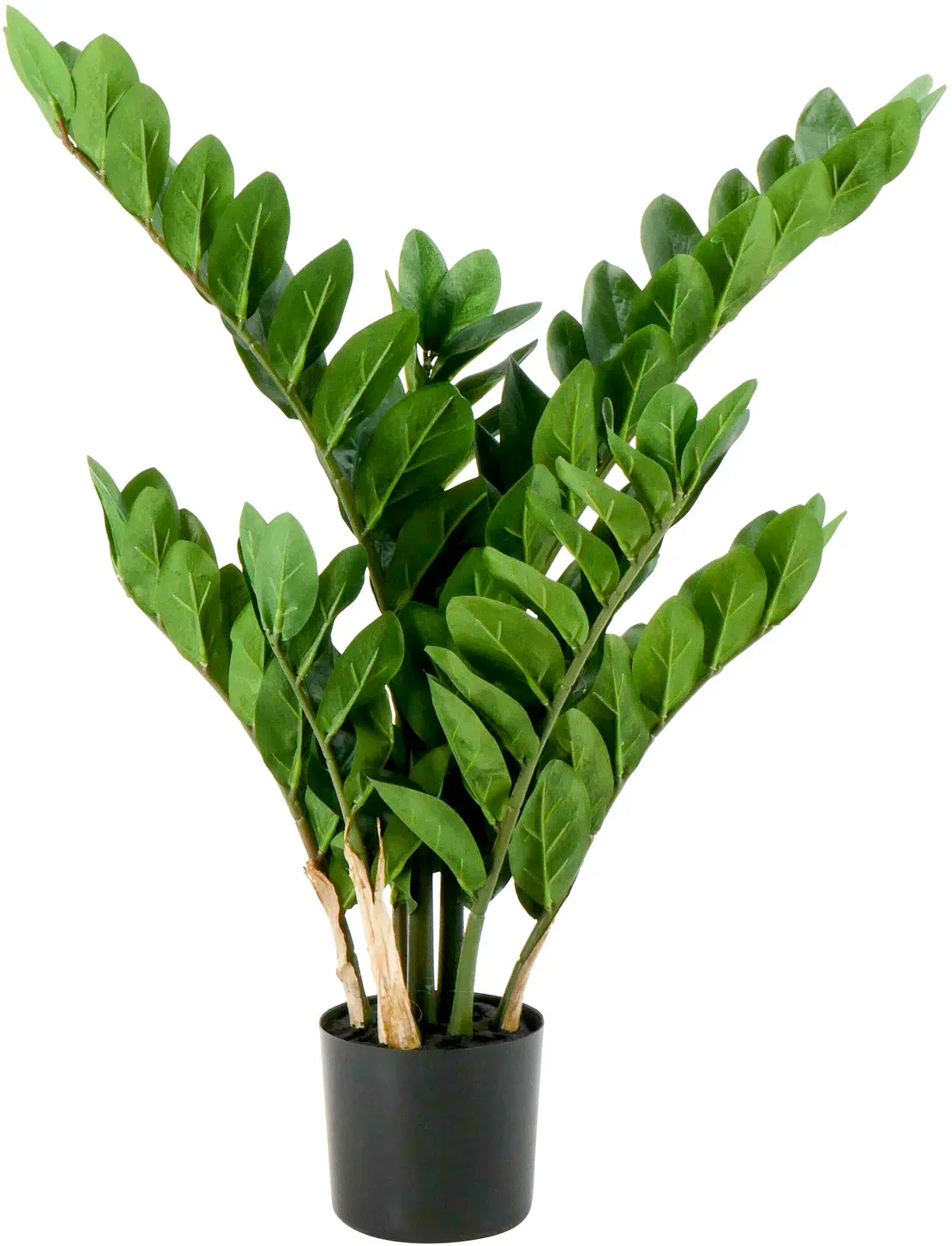 Zamioculcas 70cm x7 im Topf 116 Blätter  - grün