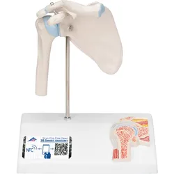 Mini Anatomie Modell Schultergelenk, mit Querschnitt - 3B Smart Anatomy