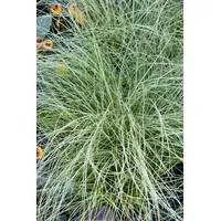 Pflanzen Für Dich Carex comans 'Amazon Mist' Ziergras, ca.