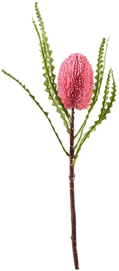 Protea 78cm Banksia pink