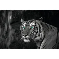 Bönninghoff Leinwandbild »Blue Eyed Tiger«, (1 St.), schwarz